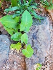 Arisarum