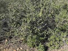 Ceanothus crassifolius