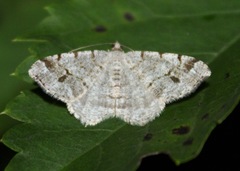 Macaria pinistrobata