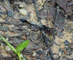 Eremnophila