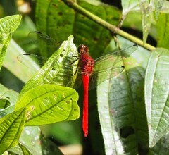 Rhodopygia cardinalis