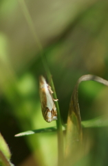 Crambus agitatellus