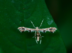 Geina