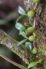 Bulbophyllum nutans