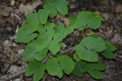 Jeffersonia diphylla
