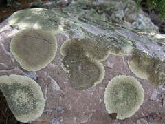 Dimelaena