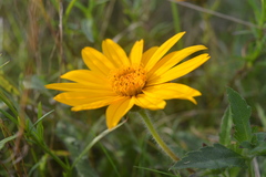 Aspilia montevidensis