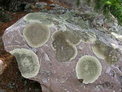 Dimelaena