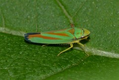 Graphocephala fennahi