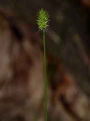 Carex cephalophora