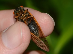 Magicicada cassinii