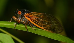 Magicicada cassinii
