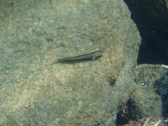 Forsterygion lapillum