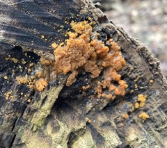 Dacrymyces lacrymalis