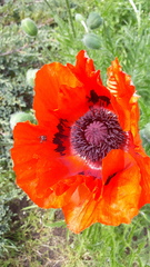 Papaver × pseudo-orientale