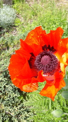Papaver × pseudo-orientale