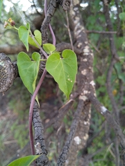 Pentarrhinum insipidum