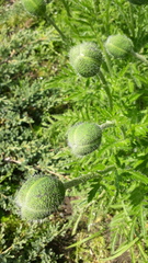 Papaver × pseudo-orientale