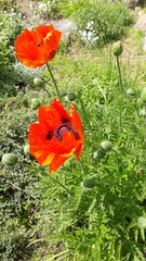 Papaver × pseudo-orientale