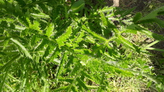 Papaver × pseudo-orientale