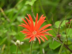 Gerbera jamesonii