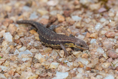 Meroles squamulosus