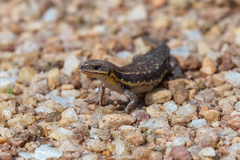 Meroles squamulosus