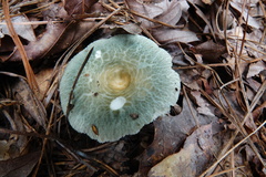 Virescentinae