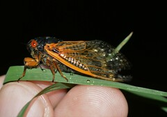 Magicicada septendecula