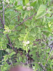 Lippia javanica