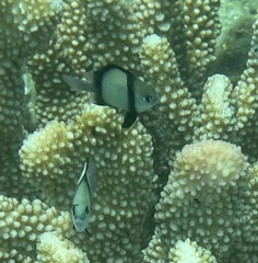 Dascyllus reticulatus