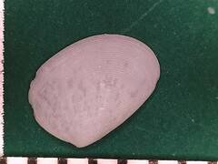 Semelina nuculoides