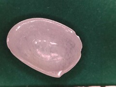 Semelina nuculoides