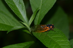 Magicicada septendecim