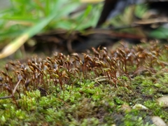 Rhynchostegium murale