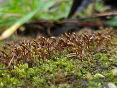 Rhynchostegium murale