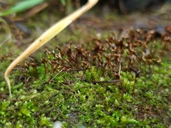 Rhynchostegium murale