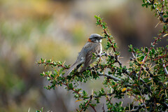 Zonotrichia capensis australis