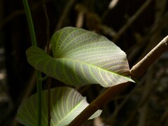Ipomoea campanulata
