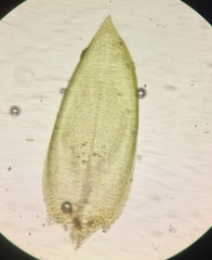 Rhynchostegium murale