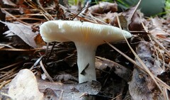 Virescentinae