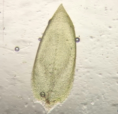 Rhynchostegium murale