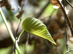 Ipomoea campanulata