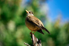 Turdus falcklandii