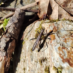 Micrelytra fossularum