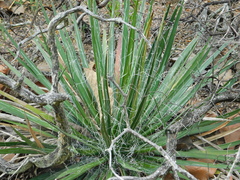 Agave filifera