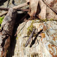 Micrelytra fossularum