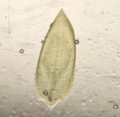 Rhynchostegium murale