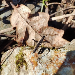 Micrelytra fossularum