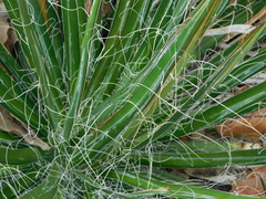 Agave filifera
